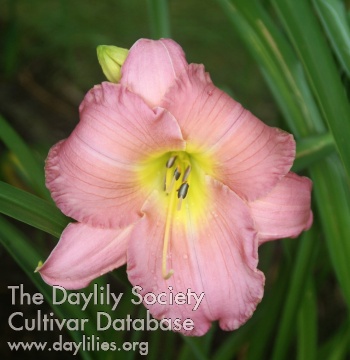 Daylily Pink Endearment